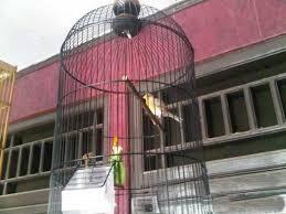 Cucak rowo ropel,murai batu,yorkshire,Anis Merah,Cucak Ijo,Kenari Jambul,Blackhroat