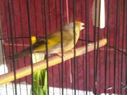 Cucak rowo ropel,murai batu,yorkshire,Anis Merah,Cucak Ijo,Kenari Jambul,Blackhroat