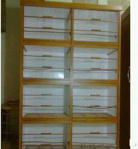 Cucak rowo ropel,murai batu,yorkshire,Anis Merah,Cucak Ijo,Kenari Jambul,Blackhroat