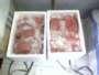 daging serbuk dogfood