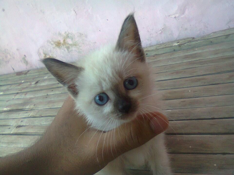 Kucing persia anakan (kitten mix)