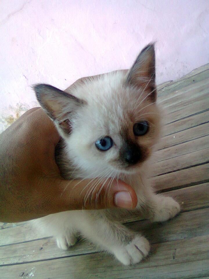 Kucing persia anakan (kitten mix)