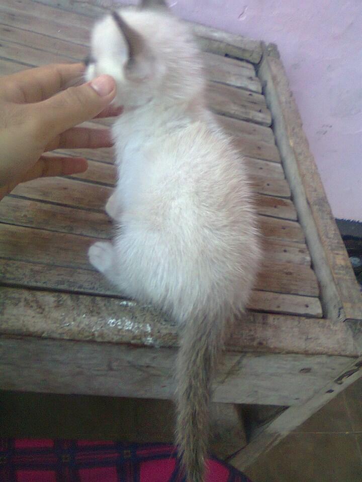 Kucing persia anakan (kitten mix)
