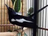 Dijual burung kacer cerdit dan pintar