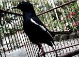 Dijual burung kacer cerdit dan pintar