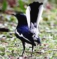 Dijual burung kacer cerdit dan pintar
