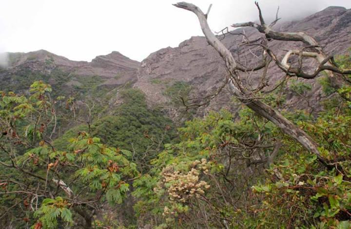 Merintis Jalur Coklak Puncak Selatan Gunung Raung