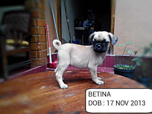 Jual anjing : khusus mongrel ( yang cari anjing lucu dan murah monggo:)