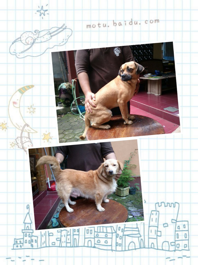 Jual anjing : khusus mongrel ( yang cari anjing lucu dan murah monggo:)