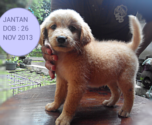 Jual anjing : khusus mongrel ( yang cari anjing lucu dan murah monggo:)