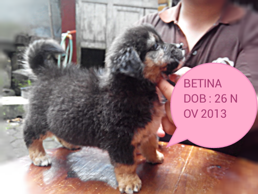 Jual anjing : khusus mongrel ( yang cari anjing lucu dan murah monggo:)