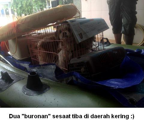 &#91;MENGHARUKAN&#93; Menyelamatkan Hewan Dari Bencana Banjir Jakarta