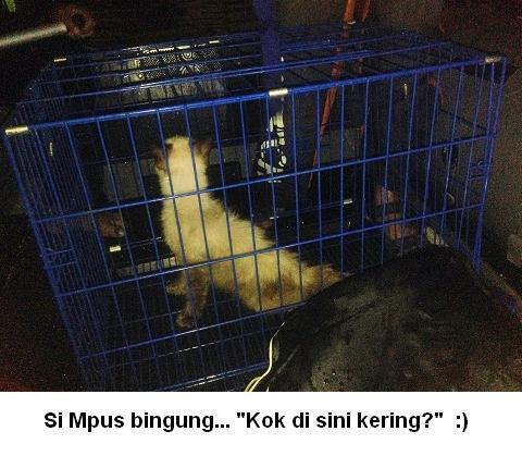&#91;MENGHARUKAN&#93; Menyelamatkan Hewan Dari Bencana Banjir Jakarta