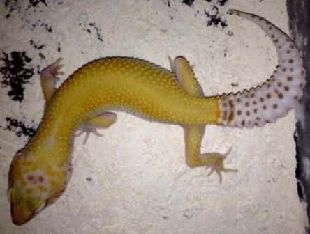 Gecko hybino enigma het raptor