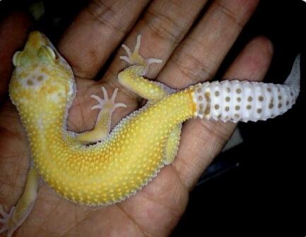 Gecko hybino enigma het raptor