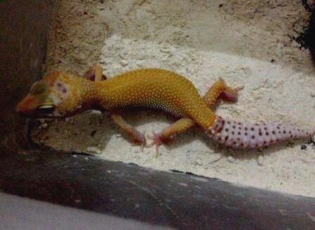 Gecko hybino enigma het raptor