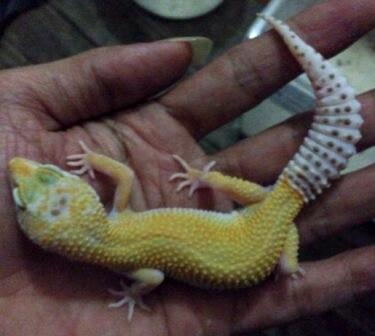 Gecko hybino enigma het raptor