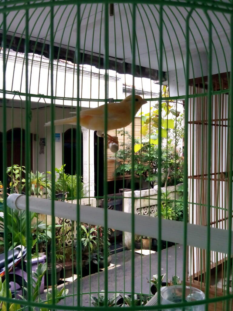 KENARI LOPER + KANDANG + KERODONG
