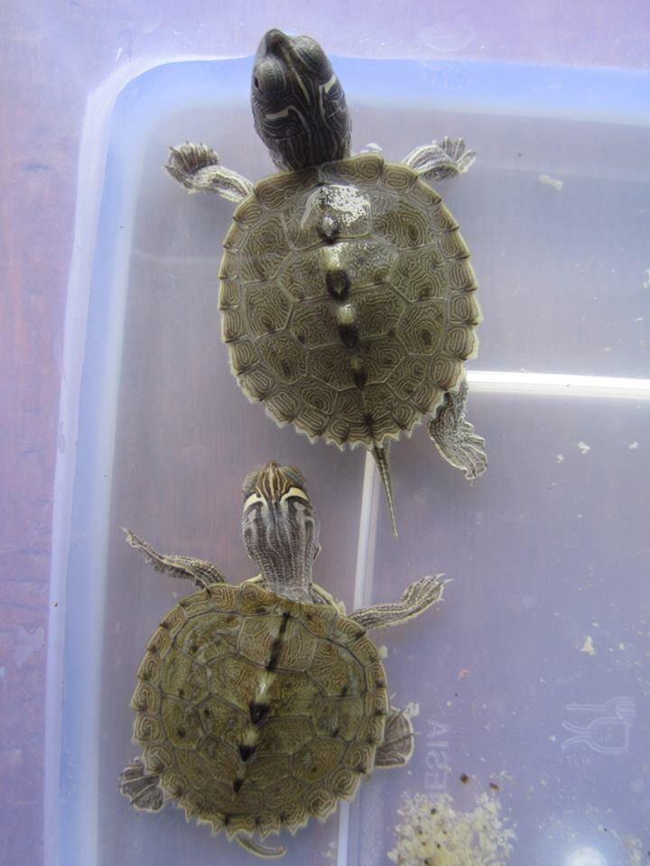 Dijual Kura Kura