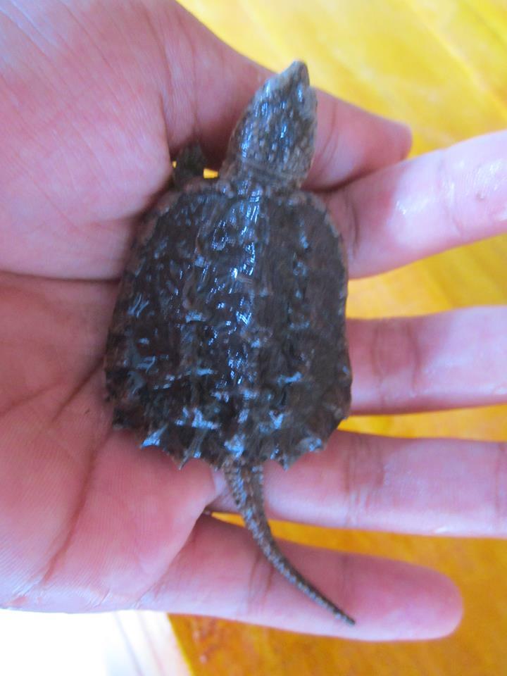 Dijual Kura Kura