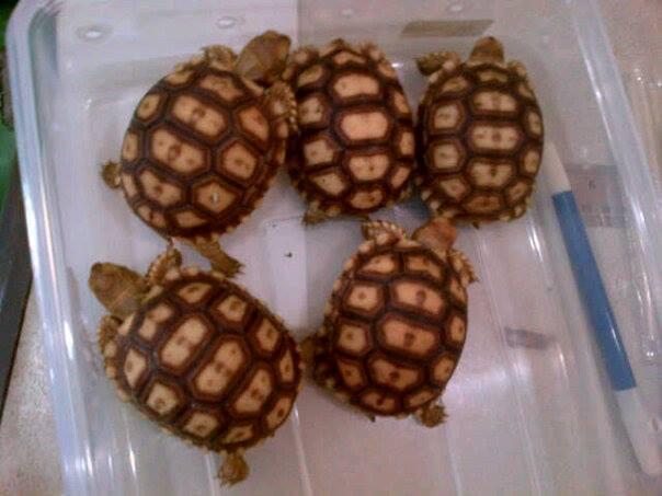 Dijual Kura Kura