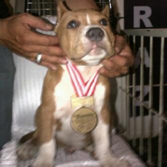 SPECIAL QUALITY AMERICAN BULLY & APBT