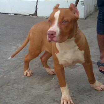 SPECIAL QUALITY AMERICAN BULLY & APBT