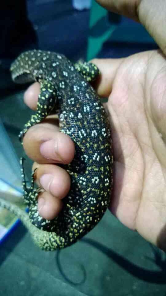 WTS varanus auffenbergi