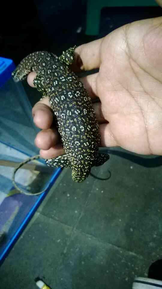 WTS varanus auffenbergi