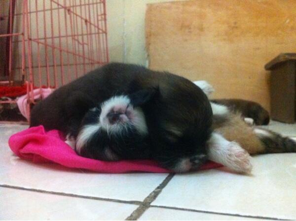 jual anjing cantik!!