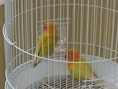 Lovebird Pastel Cimahi murahh