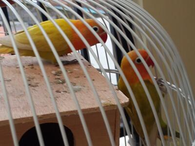 Lovebird Pastel Cimahi murahh