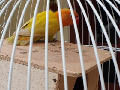 Lovebird Pastel Cimahi murahh