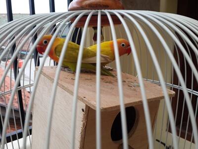 Lovebird Pastel Cimahi murahh