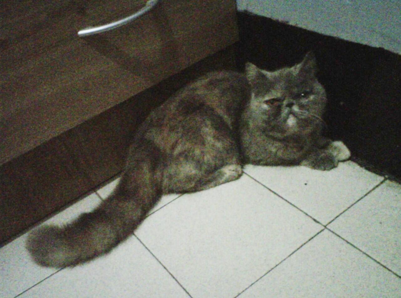 kucing exotic peaknose betina depok