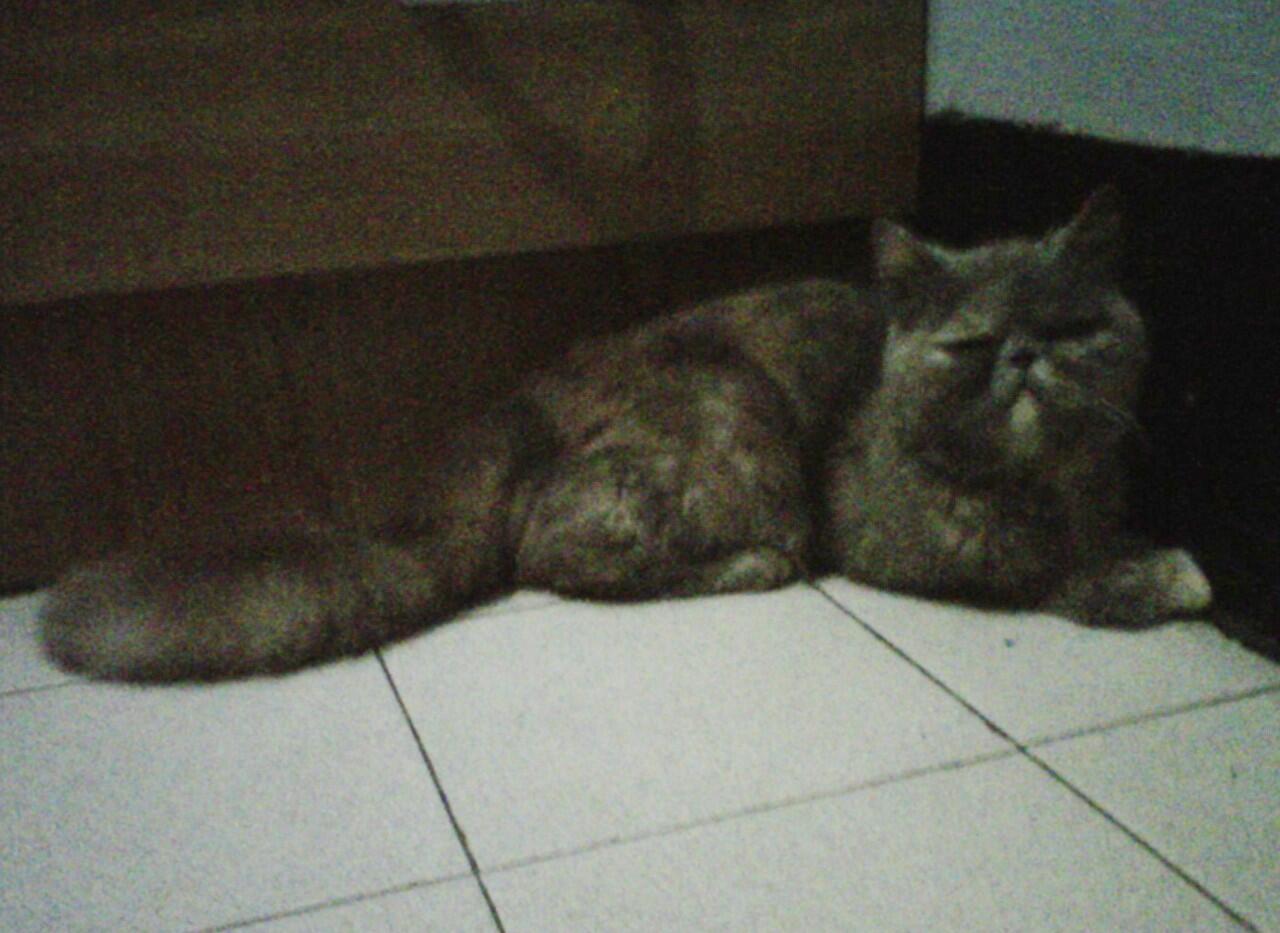 kucing exotic peaknose betina depok