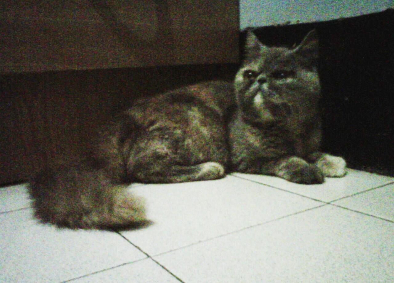 kucing exotic peaknose betina depok