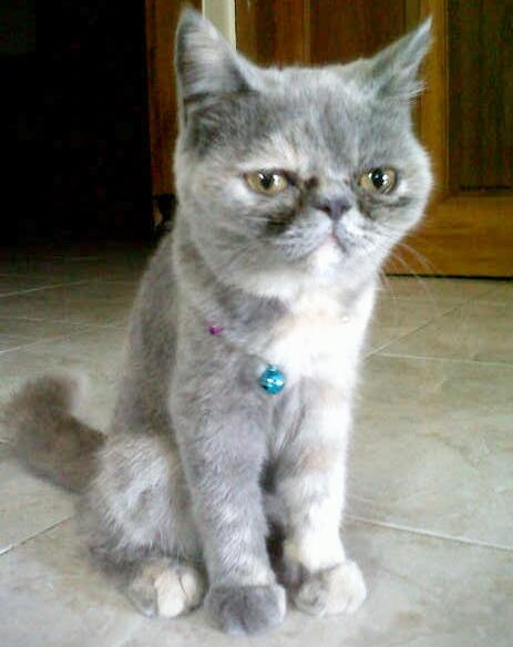 kucing exotic peaknose betina depok