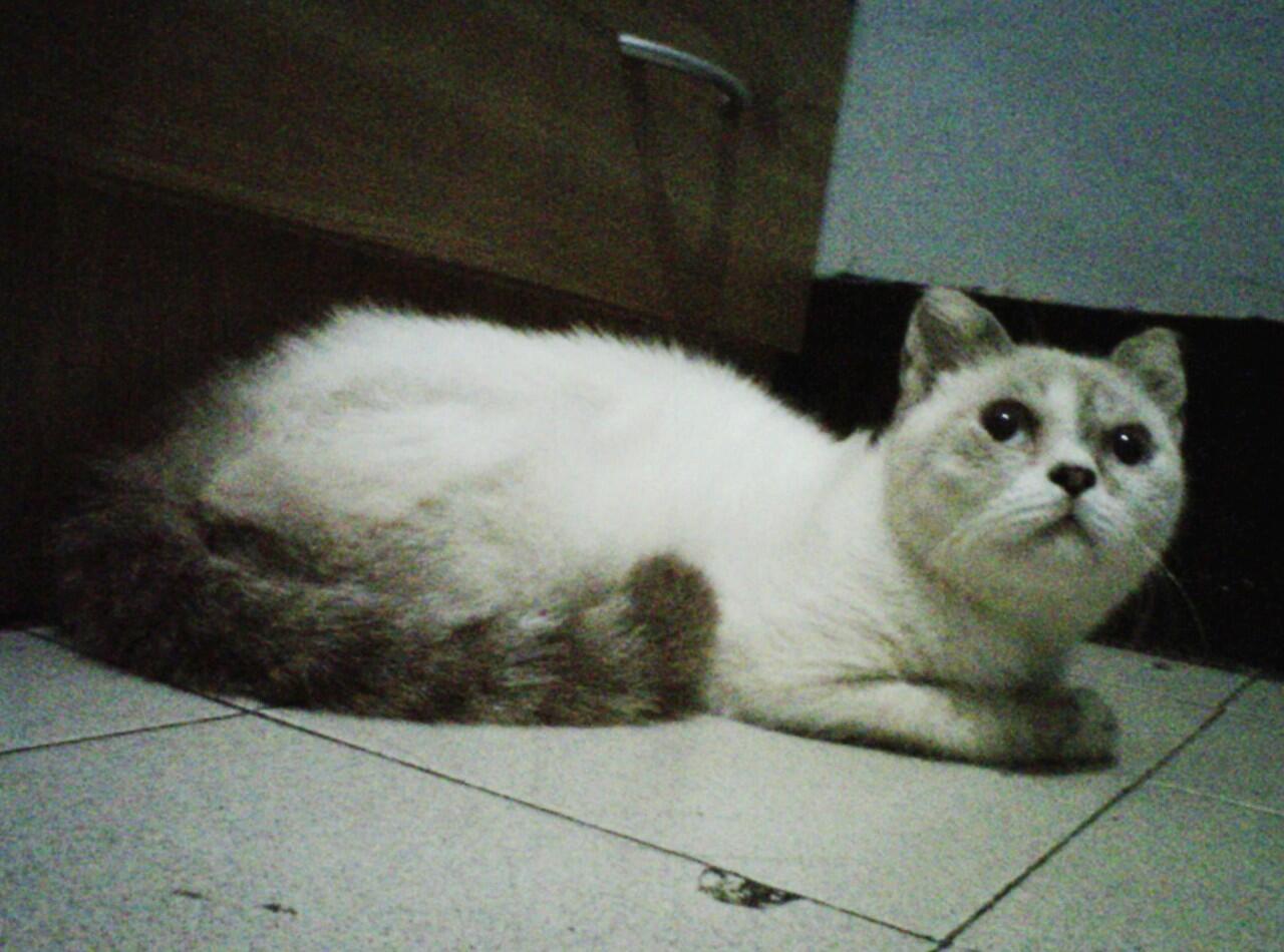 kucing anggora mix exotic jantan barter sugar glider ,kelinci holland lop