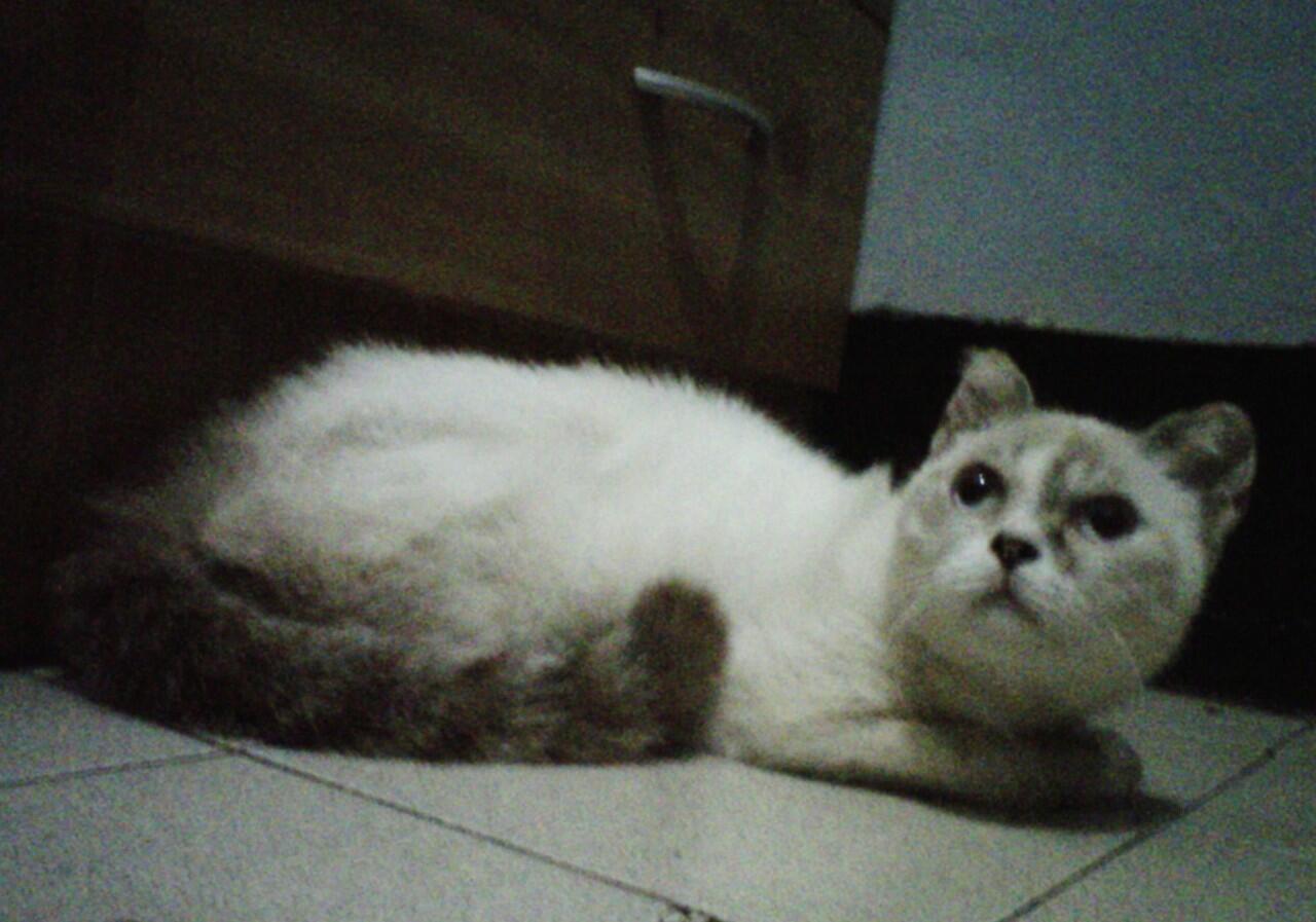 kucing anggora mix exotic jantan barter sugar glider ,kelinci holland lop