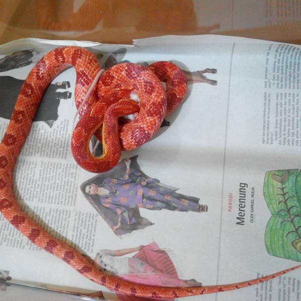 CS Amelanistic Albino
