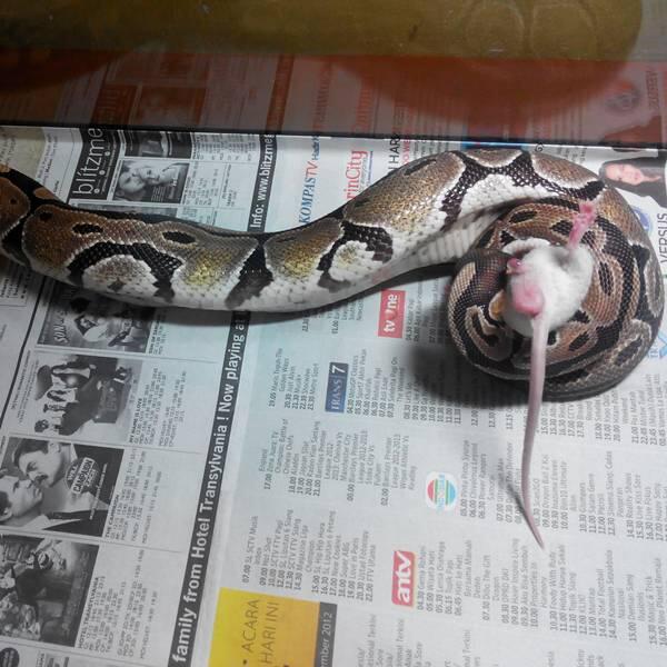 BP Normal (ball python)