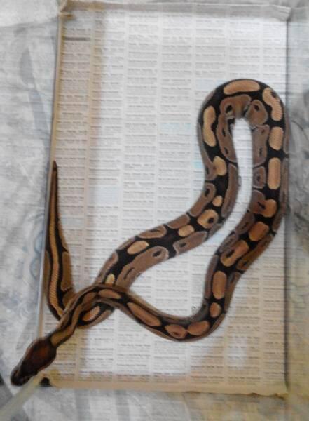 BP Normal (ball python)