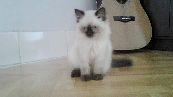 JUAL KUCING HIMALAYAN 7 BULAN BETINA CANTIK