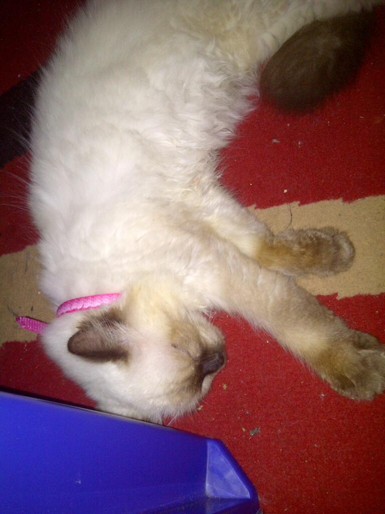 JUAL KUCING HIMALAYAN 7 BULAN BETINA CANTIK