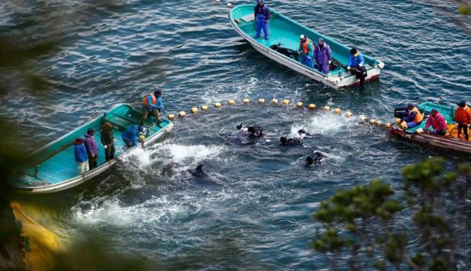 Tradisi Pembantaian Lumba-lumba di Jepang Picu Kecaman