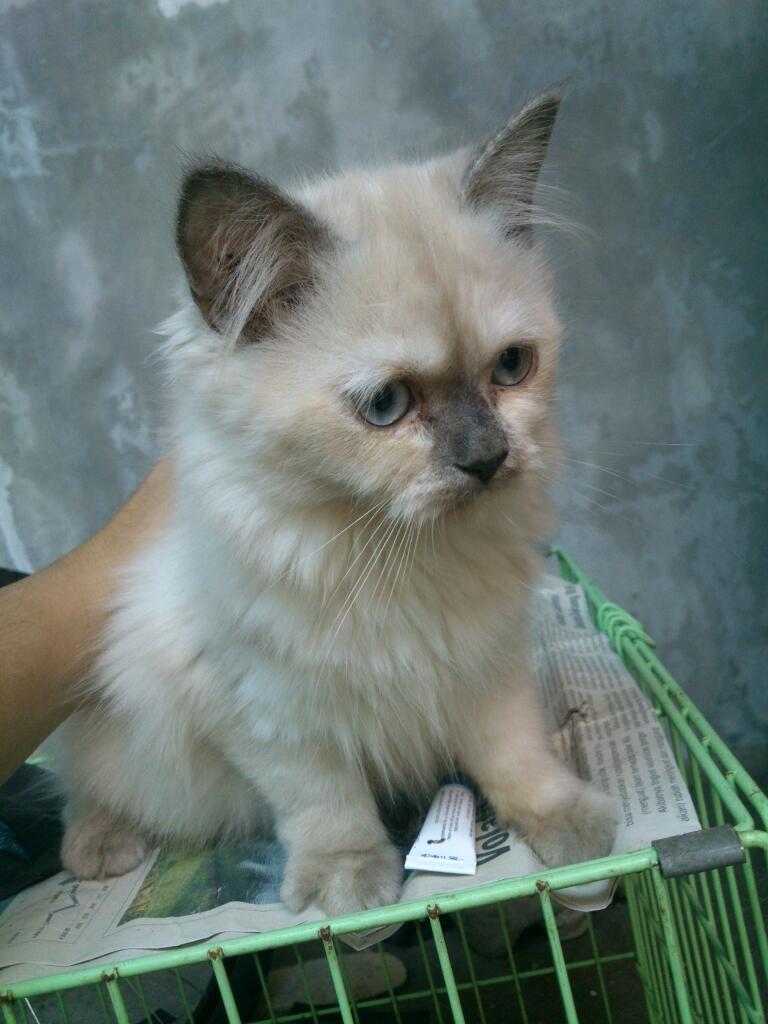 (BANDUNG) Kitten jenis apa saja