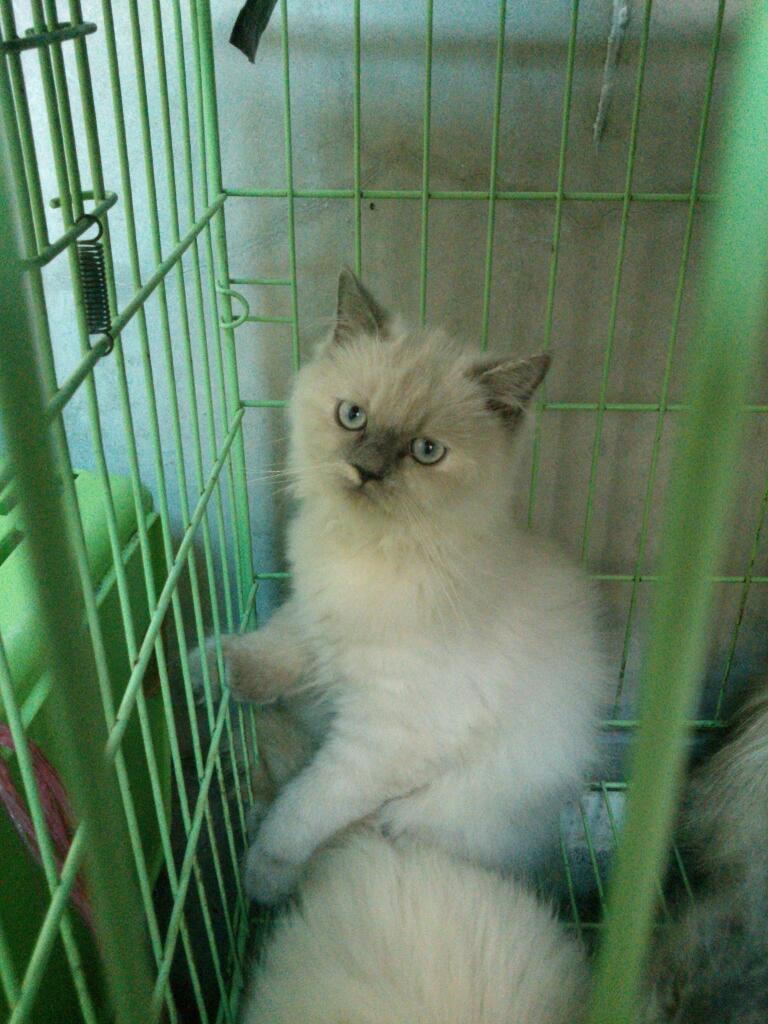 (BANDUNG) Kitten jenis apa saja