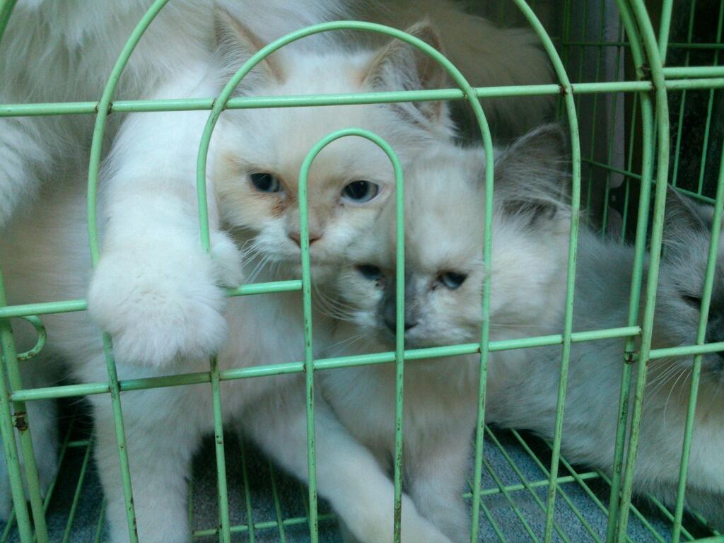 (BANDUNG) Kitten jenis apa saja