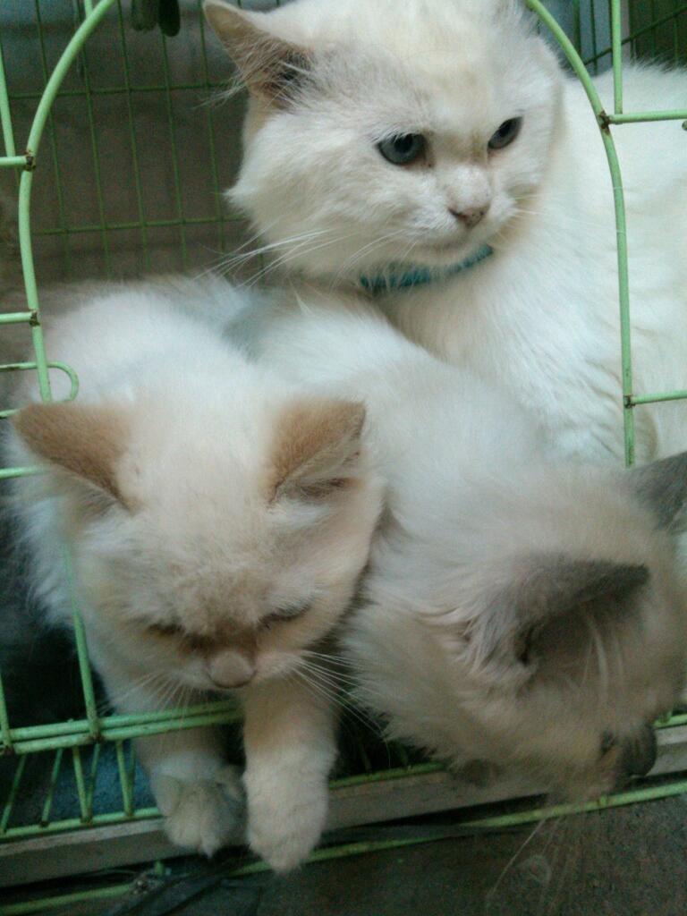 (BANDUNG) Kitten jenis apa saja